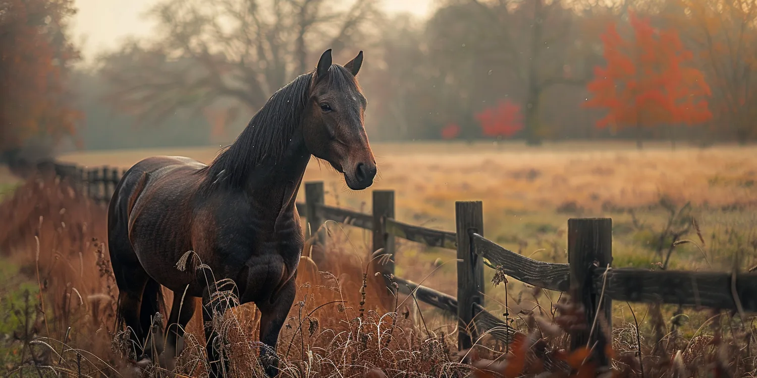 Jak pożegnać się ze swoim pupilem?